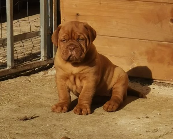 cuccioli dogue de bordeaux 