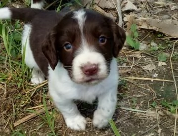 cuccioli springer spaniel