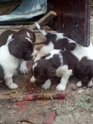 cuccioli springer spaniel | Foto 0