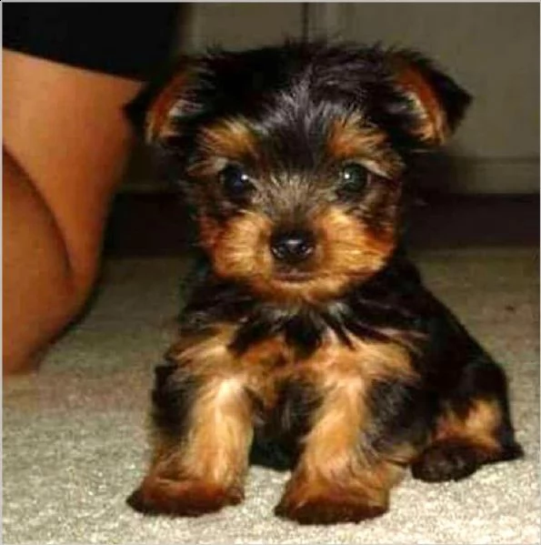 vendita cucciolo allevamento alibi  yorkshire  silky con pedigree affisso enci