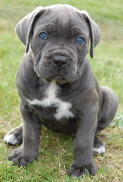 vendita cucciolo cuccioli di cane corso italiano tradizionale molosso italiano 