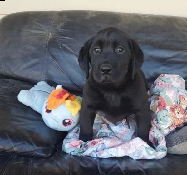 cuccioli di labrador | Foto 0