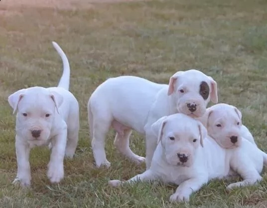 disponibili cuccioli dogo argentino