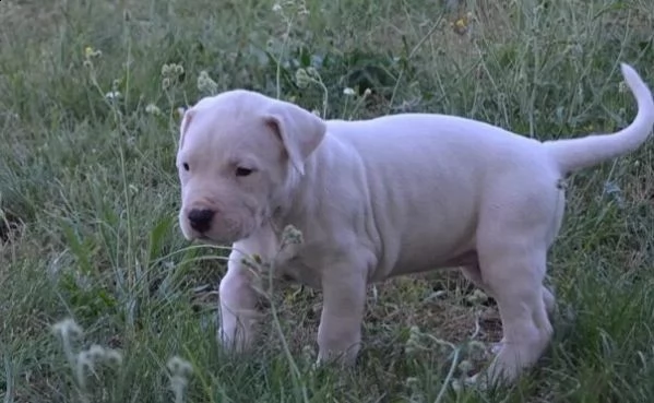 disponibili cuccioli dogo argentino | Foto 2