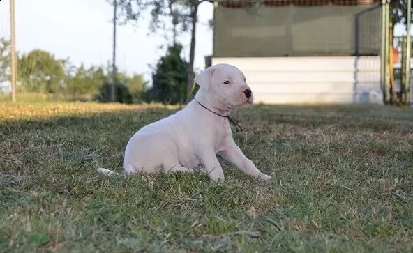 disponibili cuccioli dogo argentino | Foto 1