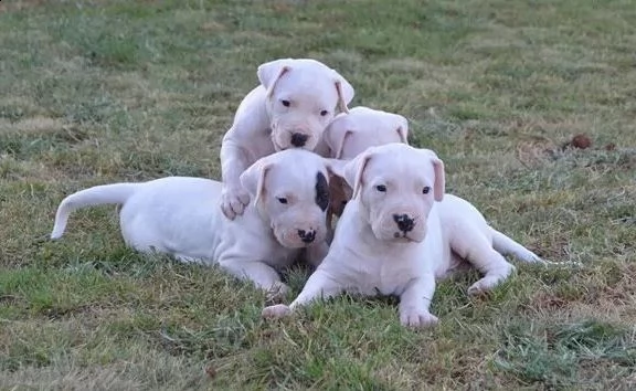 disponibili cuccioli dogo argentino | Foto 0
