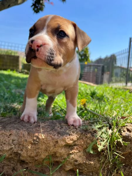 Cuccioli American Staffordshire Terrier | Foto 3