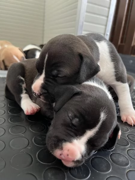 Cuccioli American Staffordshire Terrier | Foto 2