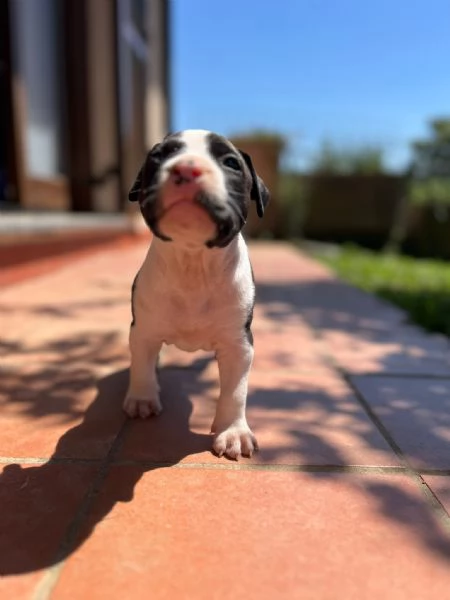 Cuccioli American Staffordshire Terrier | Foto 1