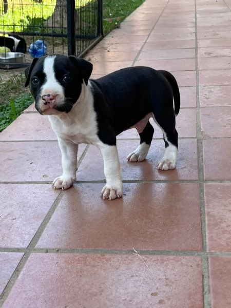 Cuccioli American Staffordshire Terrier | Foto 0