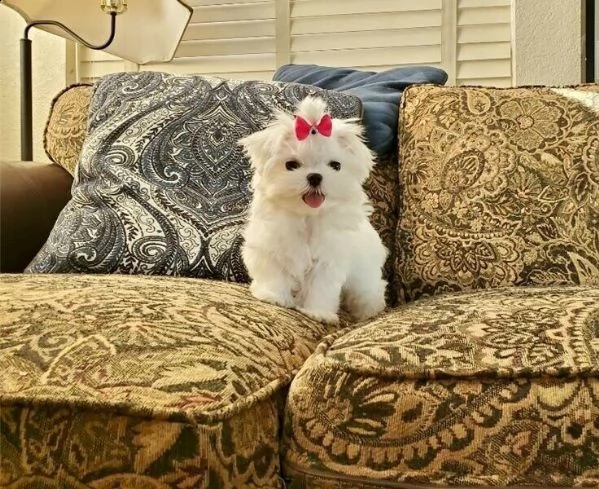 4 cuccioli di maltese toy