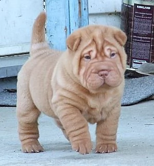 vendita cucciolo vendo cuccioli sharpey