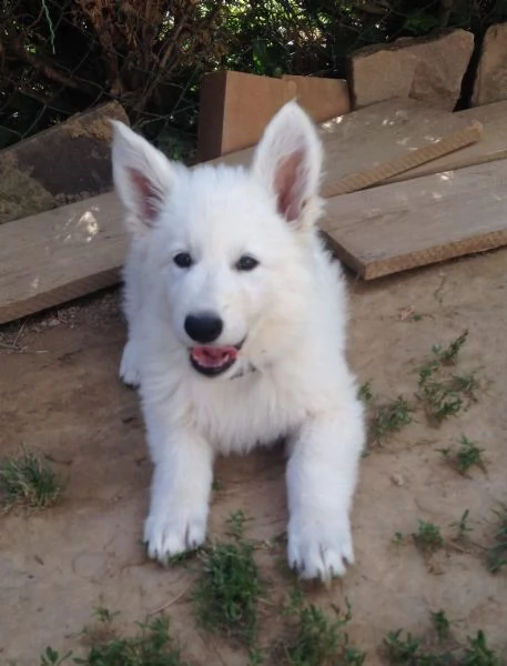 cuccioli di pastore svizzero bianco | Foto 2