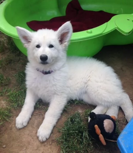 cuccioli di pastore svizzero bianco | Foto 1