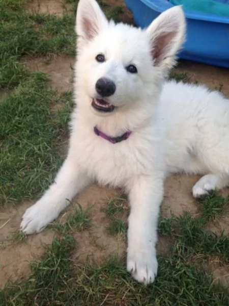 cuccioli di pastore svizzero bianco | Foto 0