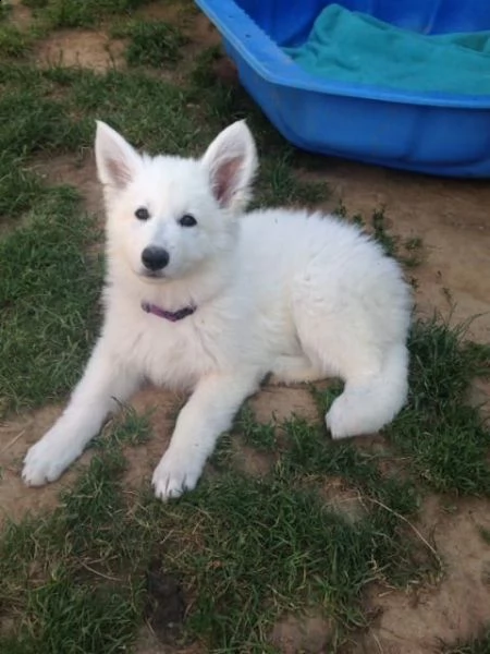 cuccioli di pastore svizzero bianco