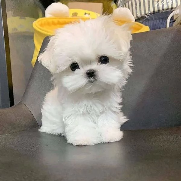 mini maltese toy