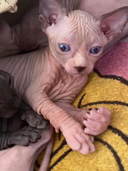 canadian sphynx
