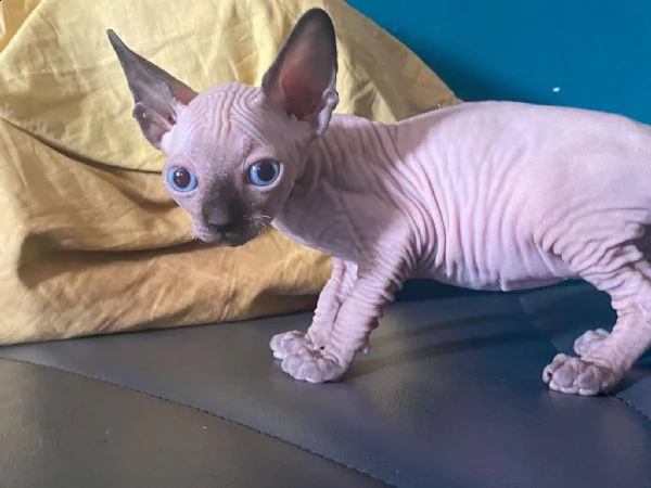canadian sphynx 