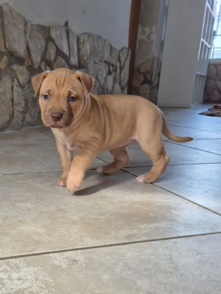 Cuccioli  Pitbull belissimi  | Foto 3