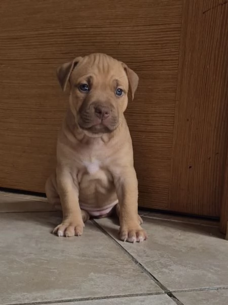 Cuccioli  Pitbull belissimi  | Foto 2