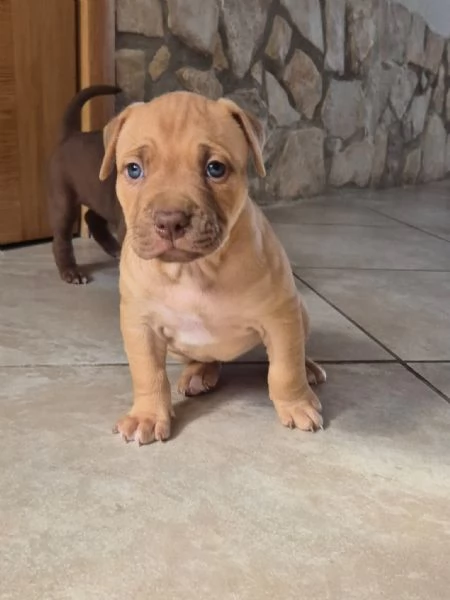 Cuccioli  Pitbull belissimi  | Foto 1