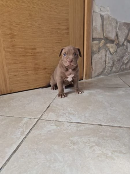 Cuccioli  Pitbull belissimi  | Foto 0