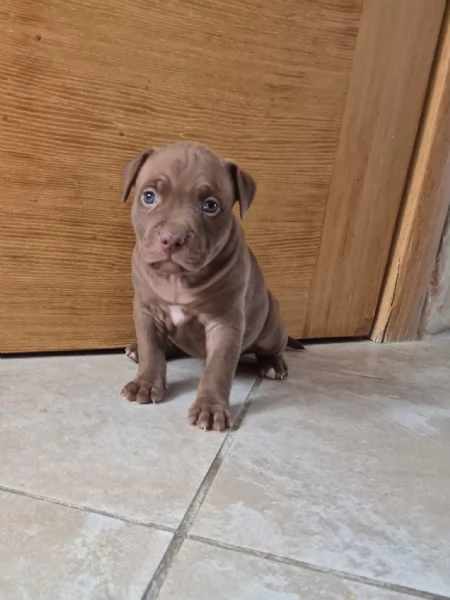 Cuccioli  Pitbull belissimi 