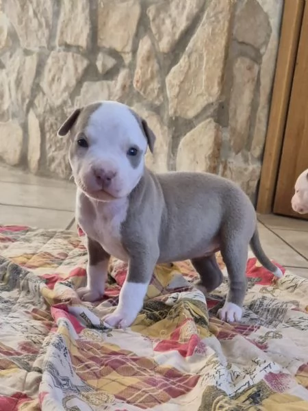 Cuccioli  Pitbull  anche grigio  | Foto 6