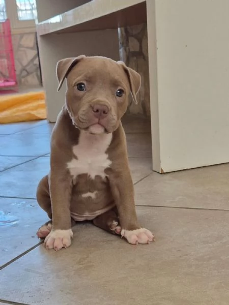 Cuccioli  Pitbull  anche grigio  | Foto 5