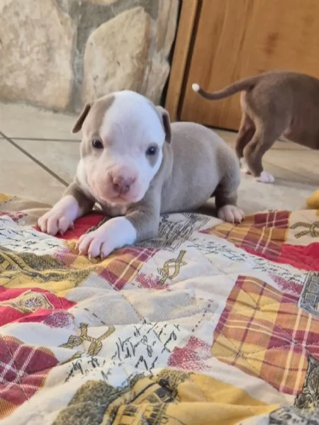 Cuccioli  Pitbull  anche grigio  | Foto 4