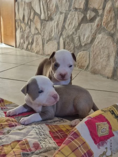 Cuccioli  Pitbull  anche grigio  | Foto 3