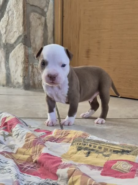 Cuccioli  Pitbull  anche grigio 