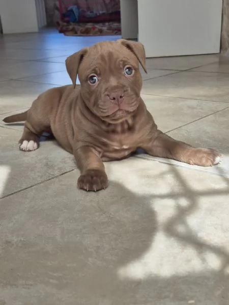 Cuccioli  Pitbull  anche grigio  | Foto 2