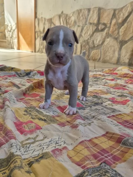 Cuccioli  Pitbull  anche grigio  | Foto 1