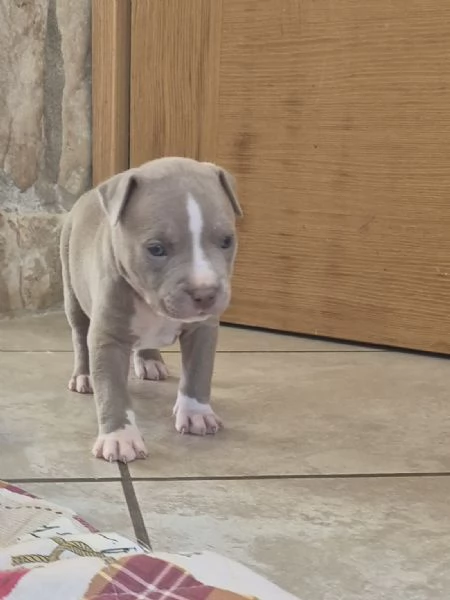 Cuccioli  Pitbull vari colore 