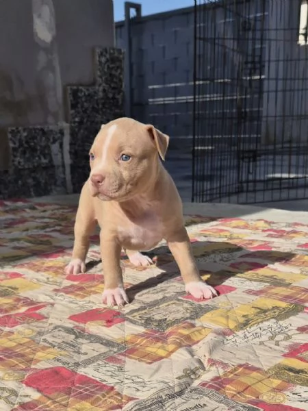 Cuccioli  Pitbull vari colore  | Foto 4