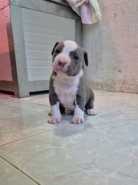 Pitbull  cuccioli  anche blue  | Foto 4