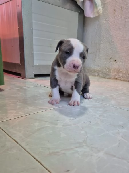 Pitbull  cuccioli  anche blue  | Foto 3