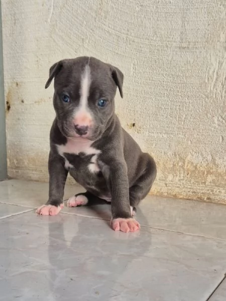 Pitbull  cuccioli  anche blue  | Foto 2