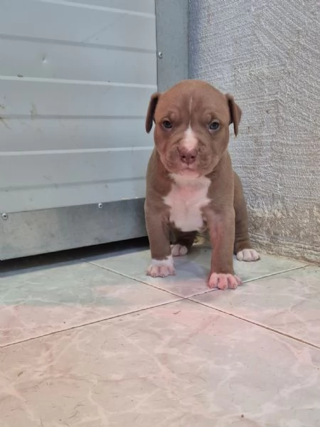 Pitbull  cuccioli  anche blue  | Foto 1