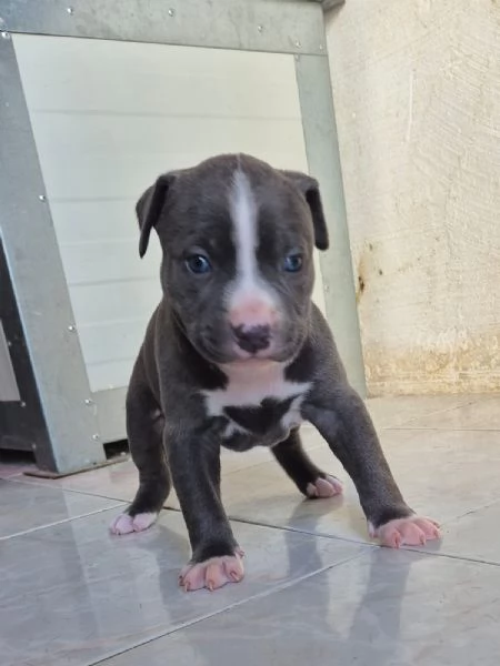 Pitbull  cuccioli  anche blue 