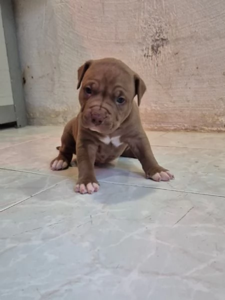 Pitbull  cuccioli  anche blue  | Foto 0