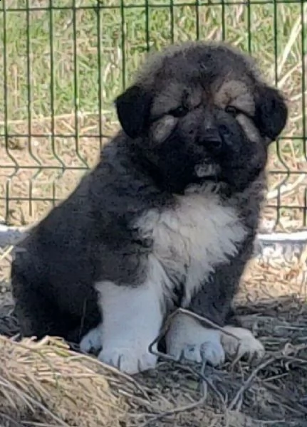 cuccioli di pastore del caucaso | Foto 1