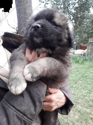 cuccioli di pastore del caucaso