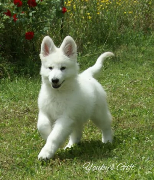 cuccioli di pastore svizzero 
