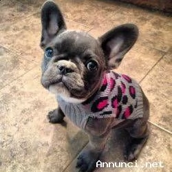 bulldog  bouledogue francese cuccioli blu found