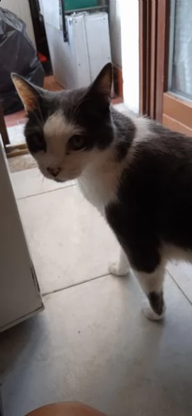 regalo 2 gatti adulti | Foto 0