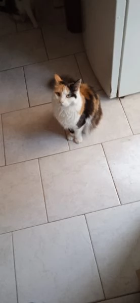 regalo 2 gatti adulti