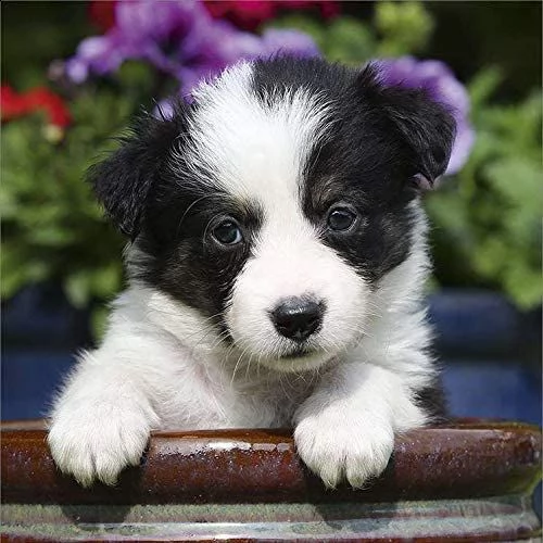 vendita cucciolo in vendita adorabili cuccioli di border collie registrati akc